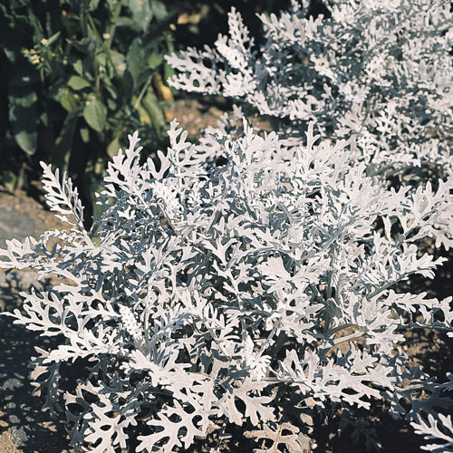 Silverdust dusty miller in the garden Silverdust dusty miller seeds