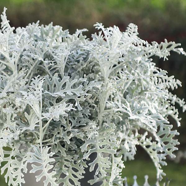 Silverdust dusty miller seeds