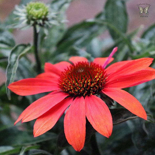 Cheyenne Spirit echinacea flower