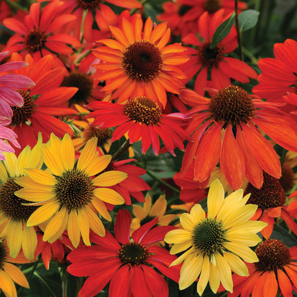 Echinacea Cheyenne Spirit - Echinacea hybrida