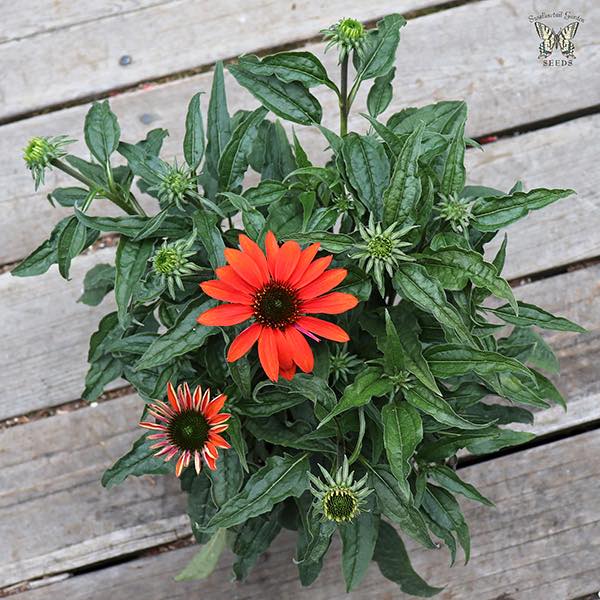 Cheyenne Spirit echinacea Echinacea Hybrida Cheyenne Spirit