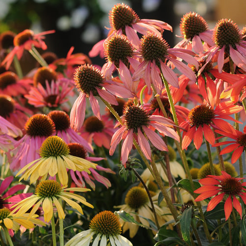 Cheyenne Spirit echinacea Cheyenne Spirit Echinacea