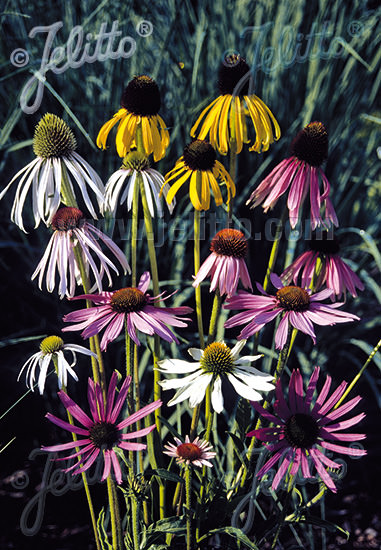 Coneflower Mix Echinacea seeds