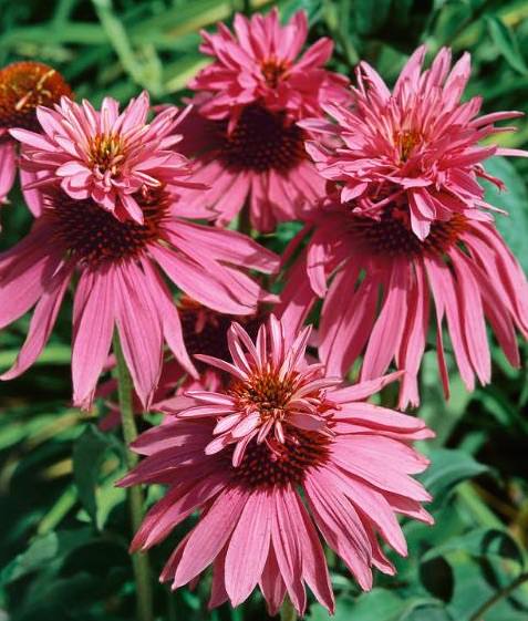 Echinacea Double Decker - Echinacea purpurea