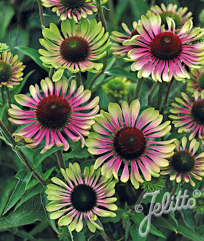 Echinacea Green Twister