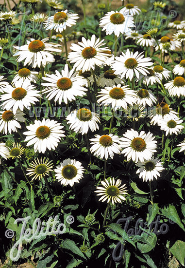 Happy Star echinacea Echinacea Happy Star