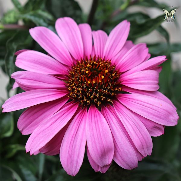 Magnus Superior echinacea Echinacea Magnus Superior - Echinacea purpurea