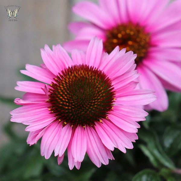 Echinacea Magnus Superior flowers