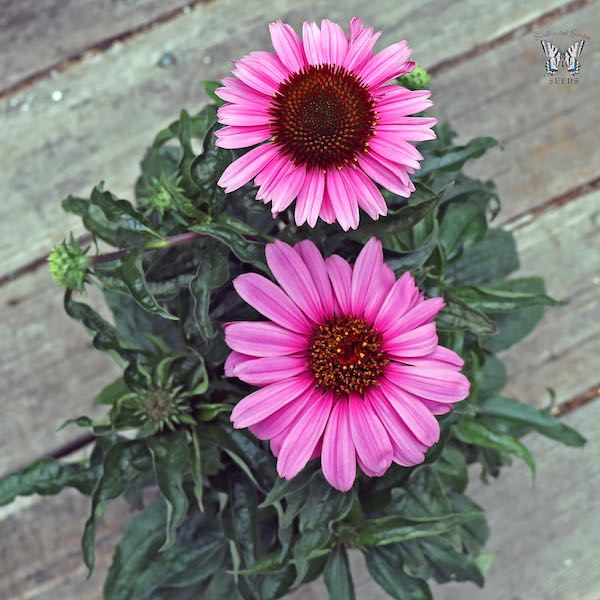 Echinacea Magnus Superior plant