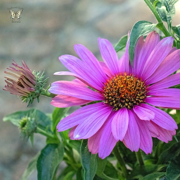 Echinacea Magnus Superior