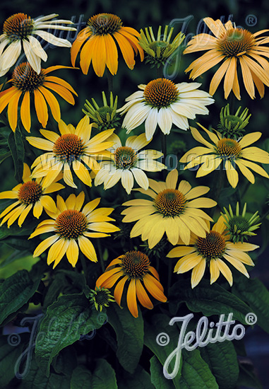 Mellow Yellows echinacea Echinacea Mellow Yellows