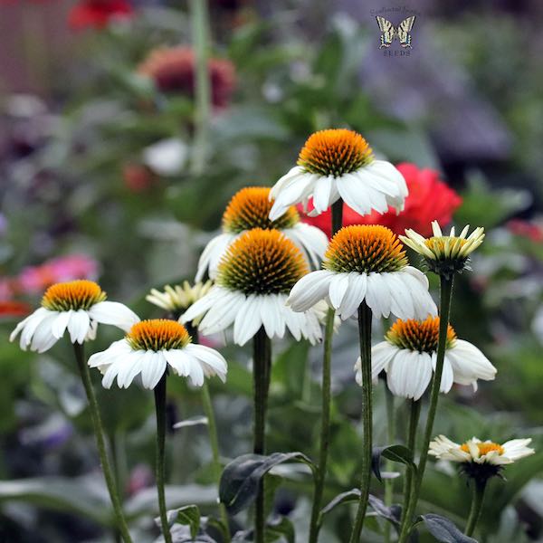 PowWow white echinacea PowWow White Echinacea flowers