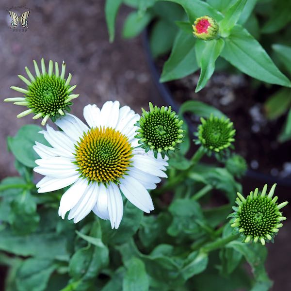 Echinacea PowWow white coneflower