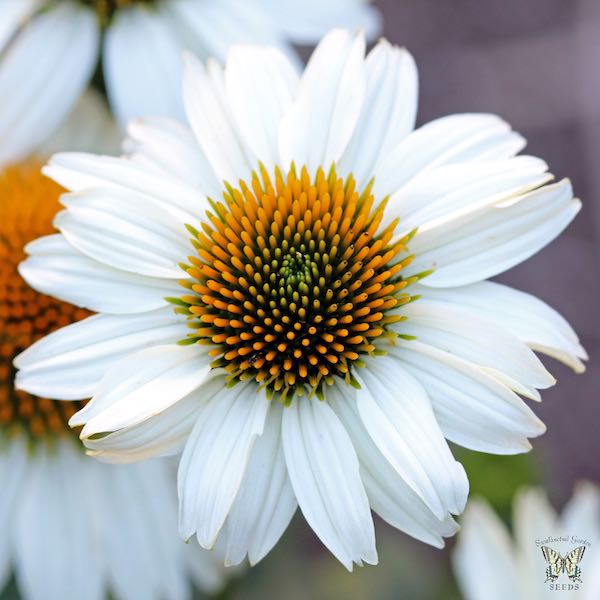 Echinacea PowWow white - Echinacea purpurea