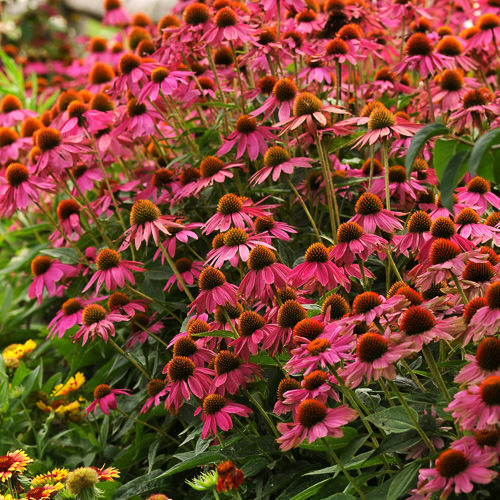 PowWow Wild Berry echinacea Echinacea PowWow Wild Berry - Echinacea purpurea