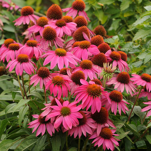 PowWow Wild Berry echinacea Echinacea PowWow Wild Berry - Echinacea purpurea