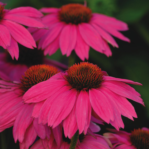 PowWow Wild Berry echinacea Echinacea PowWow Wild Berry - Echinacea purpurea