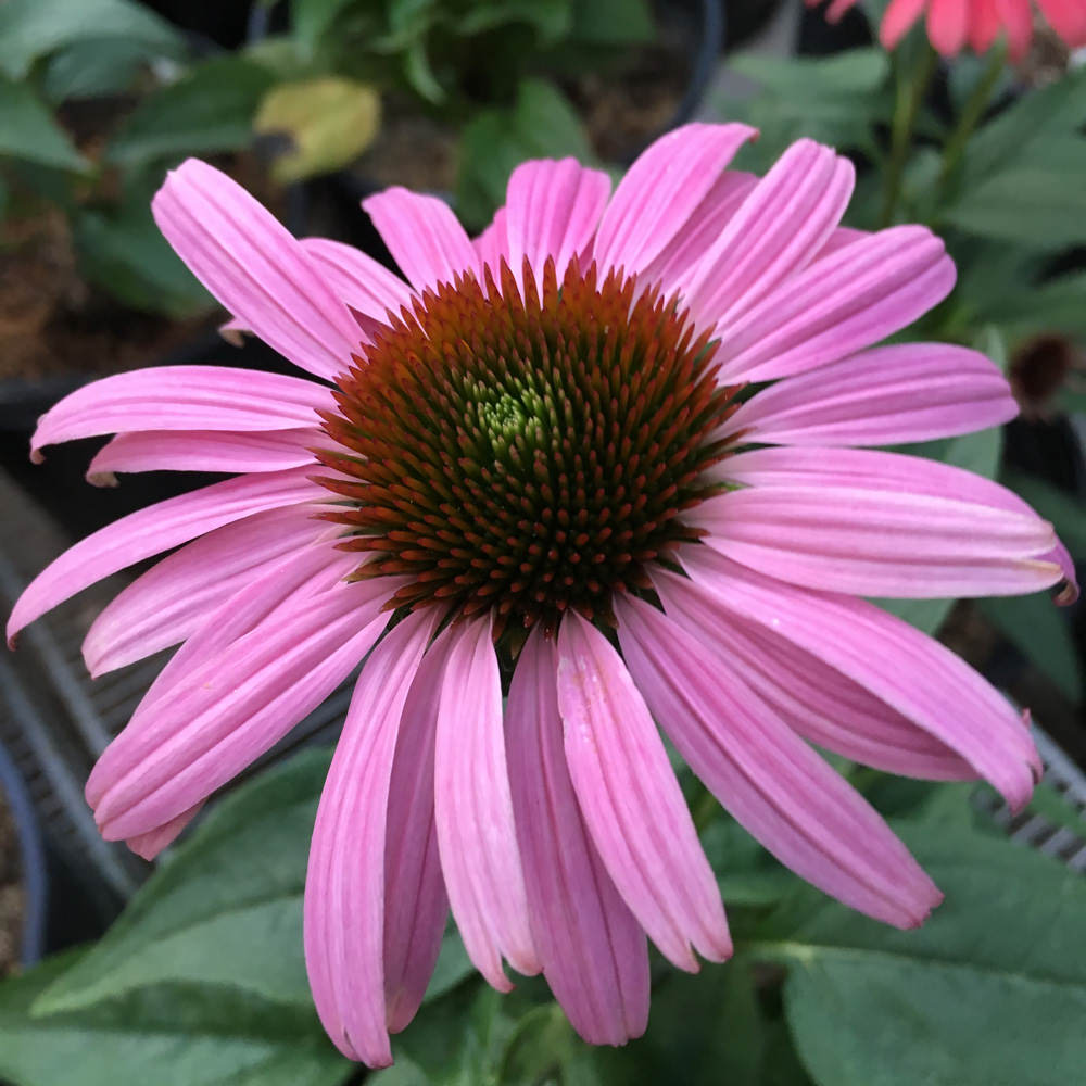 Prairie Splendor Deep Rose echinacea