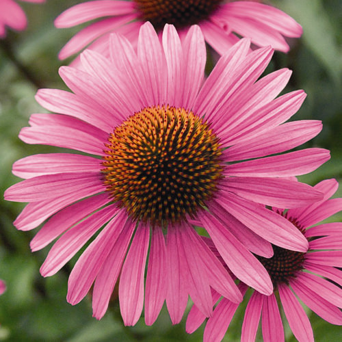 Primadonna Deep Rose Improved echinacea Echinacea Primadonna Deep Rose