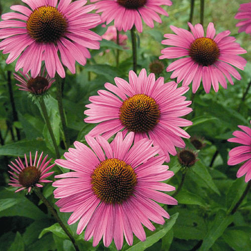 Primadonna Deep Rose Improved echinacea Echinacea Primadonna Deep Rose - Echinacea purpurea