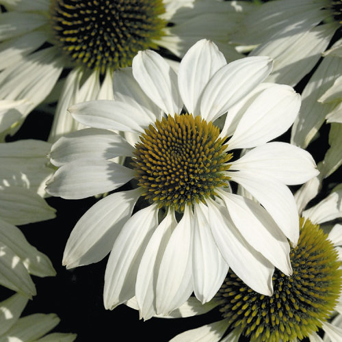 Primadonna White echinacea Echinacea Primadonna White