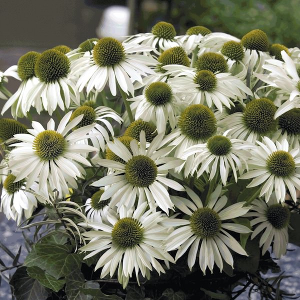 Echinacea Primadonna White - Echinacea purpurea