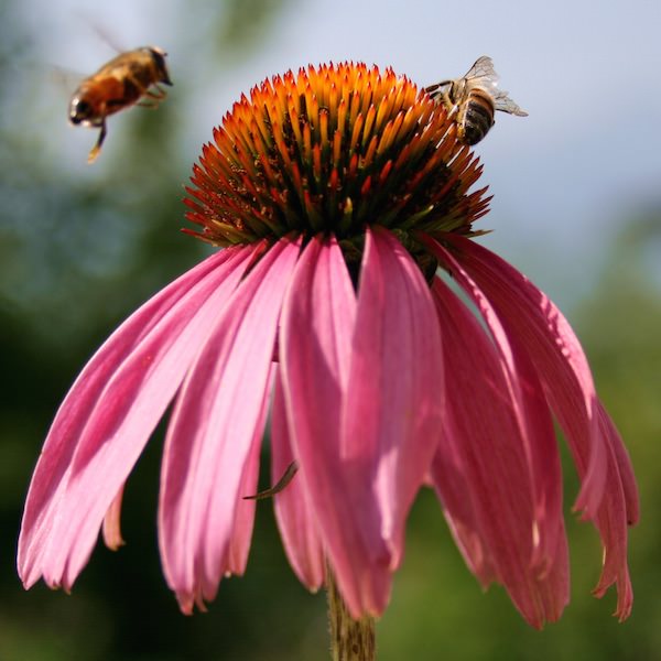 Echinacea purpurea Echinacea purpurea - purple coneflower