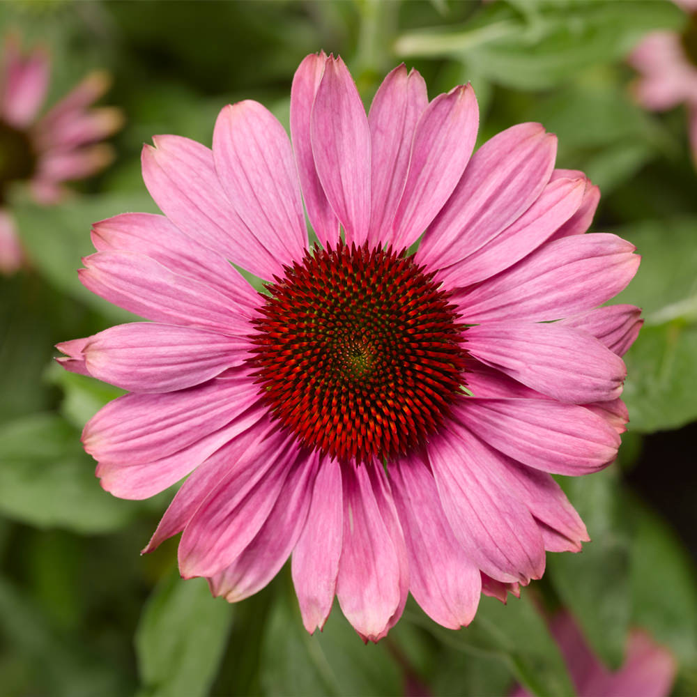 Echinacea Rose Compact Prairie Splendor Flower