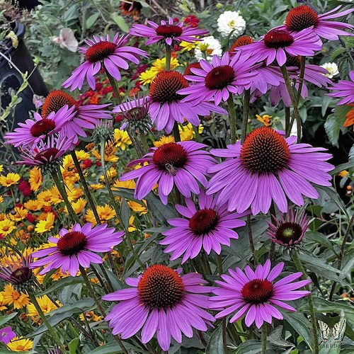 Echinacea Ruby Star