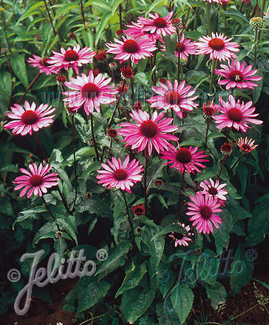 Echinacea Ruby Star