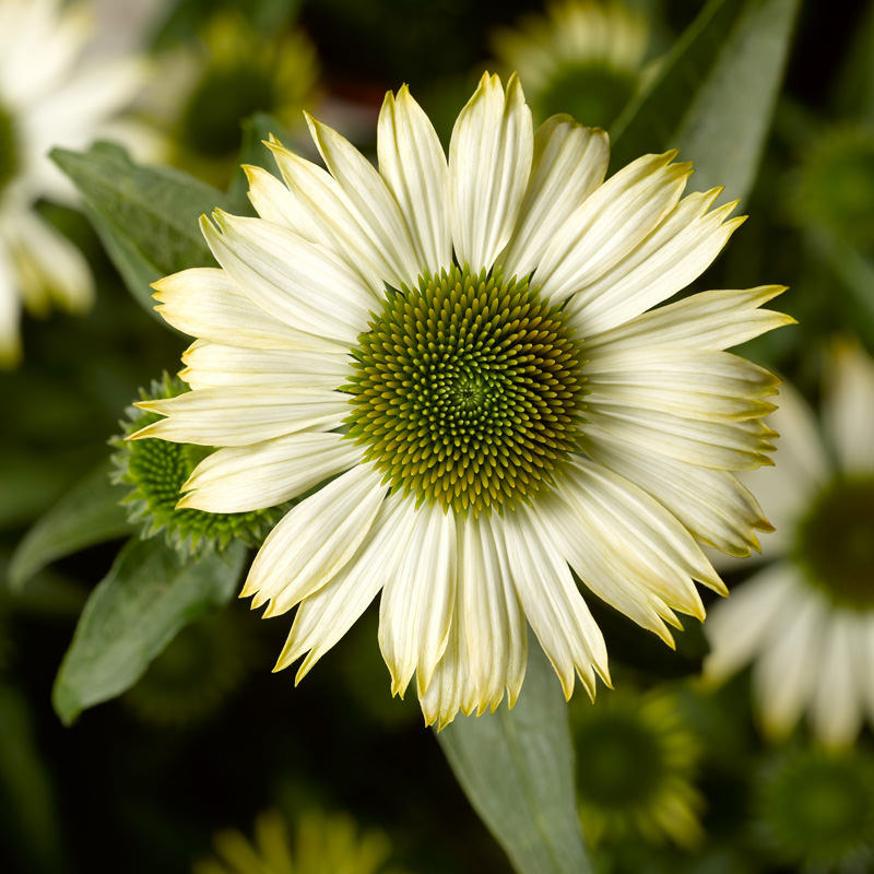 Echinacea White Compact Prairie Splendor