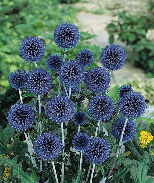 Blue Glow globe thistle Blue Glow globe thistle - perennial flower - Echinops bannaticus.