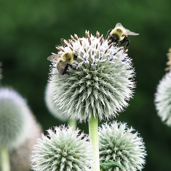 Star Frost globe thistle