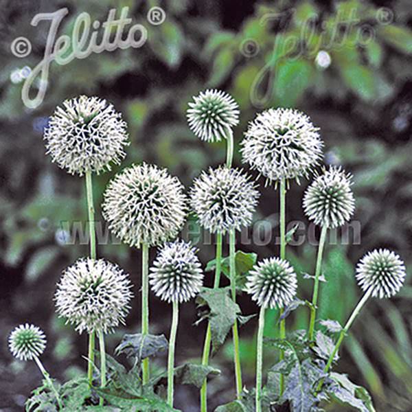 Globe thistle Star Frost - perennial flower - Echinops bannaticus.