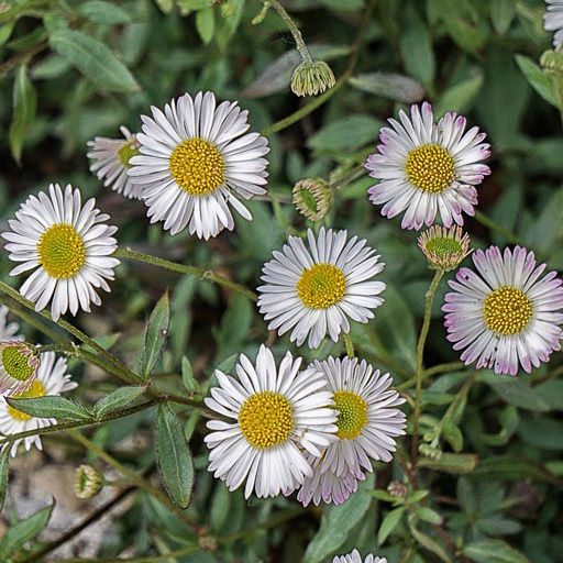 Santa Barbara Daisy Profusion Santa Barbara Daisy - fleabane