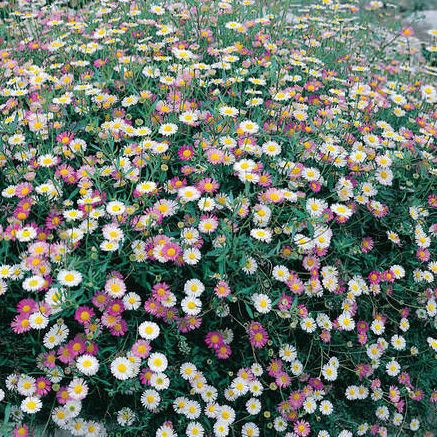 Santa Barbara Daisy Santa Barbara Daisy - Erigeron karvinskianus Profusion