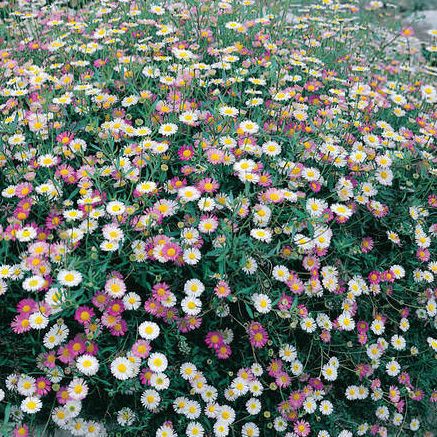 Santa Barbara Daisy - Erigeron karvinskianus Profusion