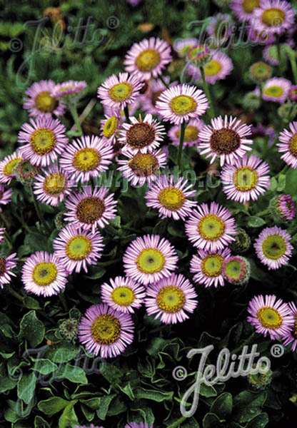 Seaside Daisy Seaside Daisy