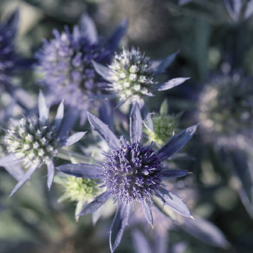 Sea Holly Blue Hobbit Sea Holly Blue Hobbit - Eryngium planum