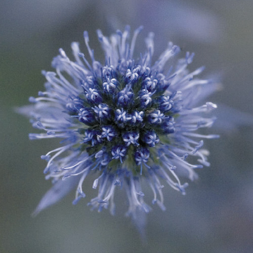 Eryngium planum Blue Glitter