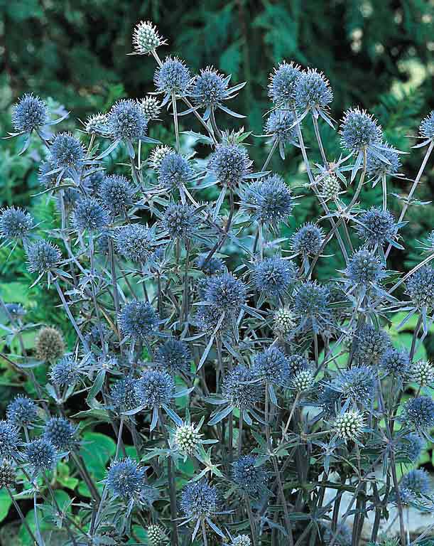 Sea holly Blue Cap - Eryngium planum