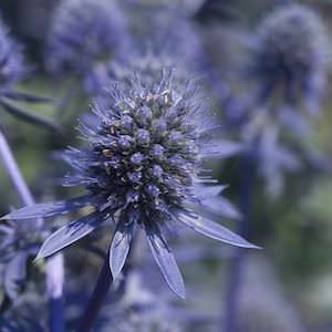 Blue Glitter sea holly Sea holly Blue Glitter - Eryngium planum