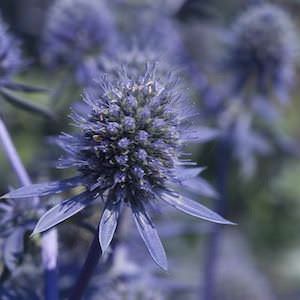 Sea holly Blue Glitter - Eryngium planum