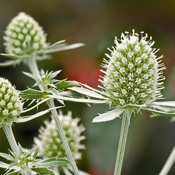 Sea Holly White Glitter