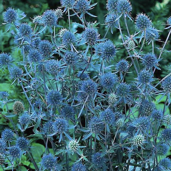 Eryngium planum