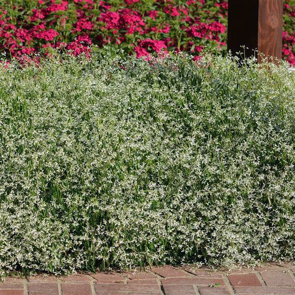 Glamour Improved euphorbia Glamour Improved euphorbia seeds
