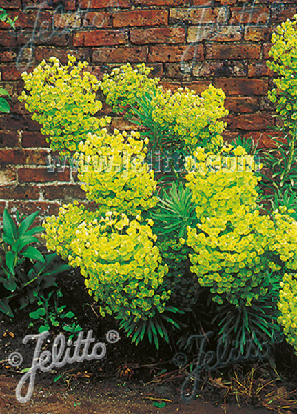 Mediterranean Spurge Mediterranean Spurge