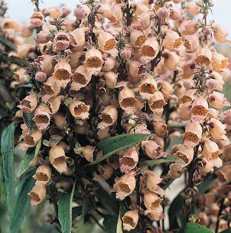 Foxglove Giant Yellow Herold - Digitalis ferruginea