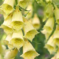 Carillon foxglove Foxglove Carillon - Digitalis grandiflora