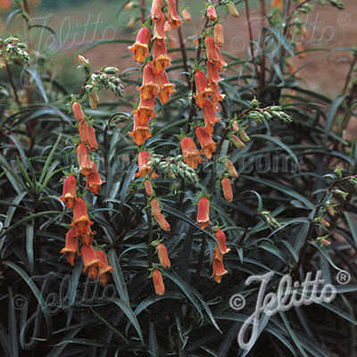 Dusky Maid sunset foxglove Foxglove Dusky Maid Sunset - Digitalis obscura
